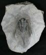 Cyphaspis (Otarion) Trilobite - Exquisit Preparation #18581-3